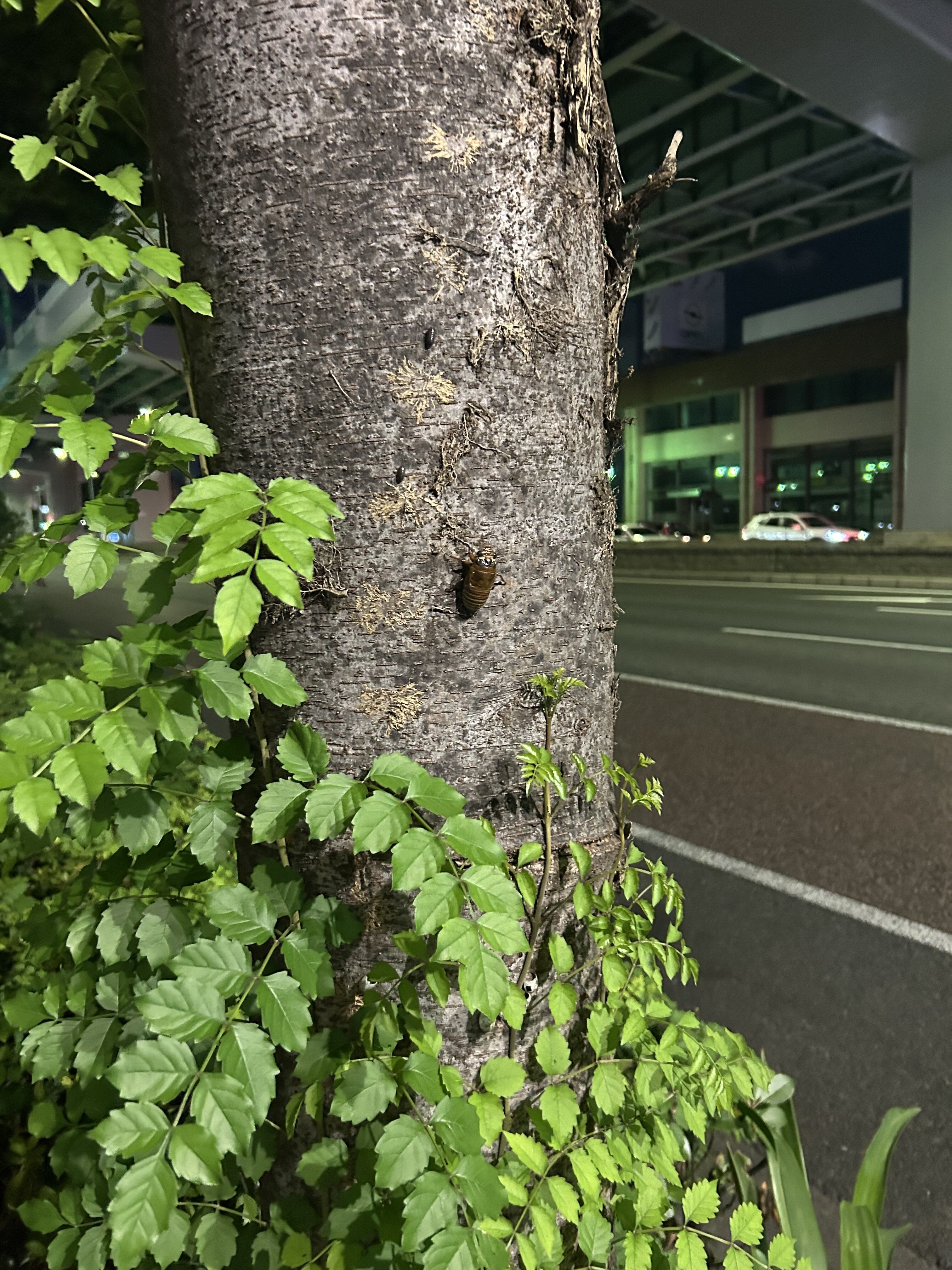 セミ救出劇
