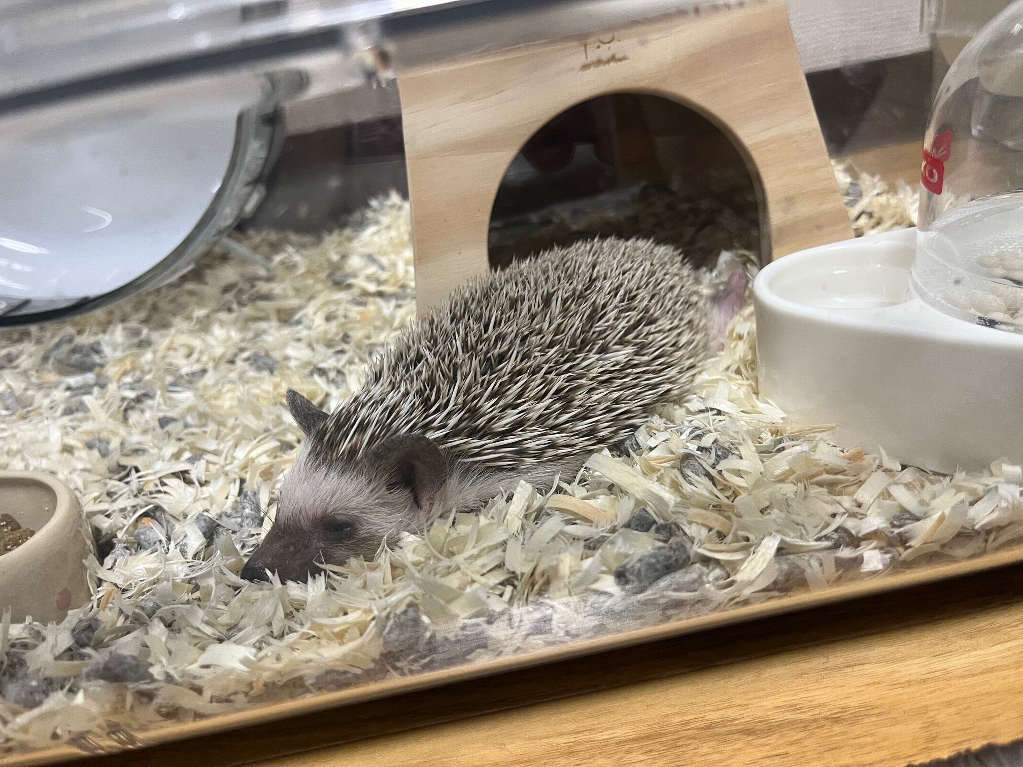 我が家のメンバー紹介