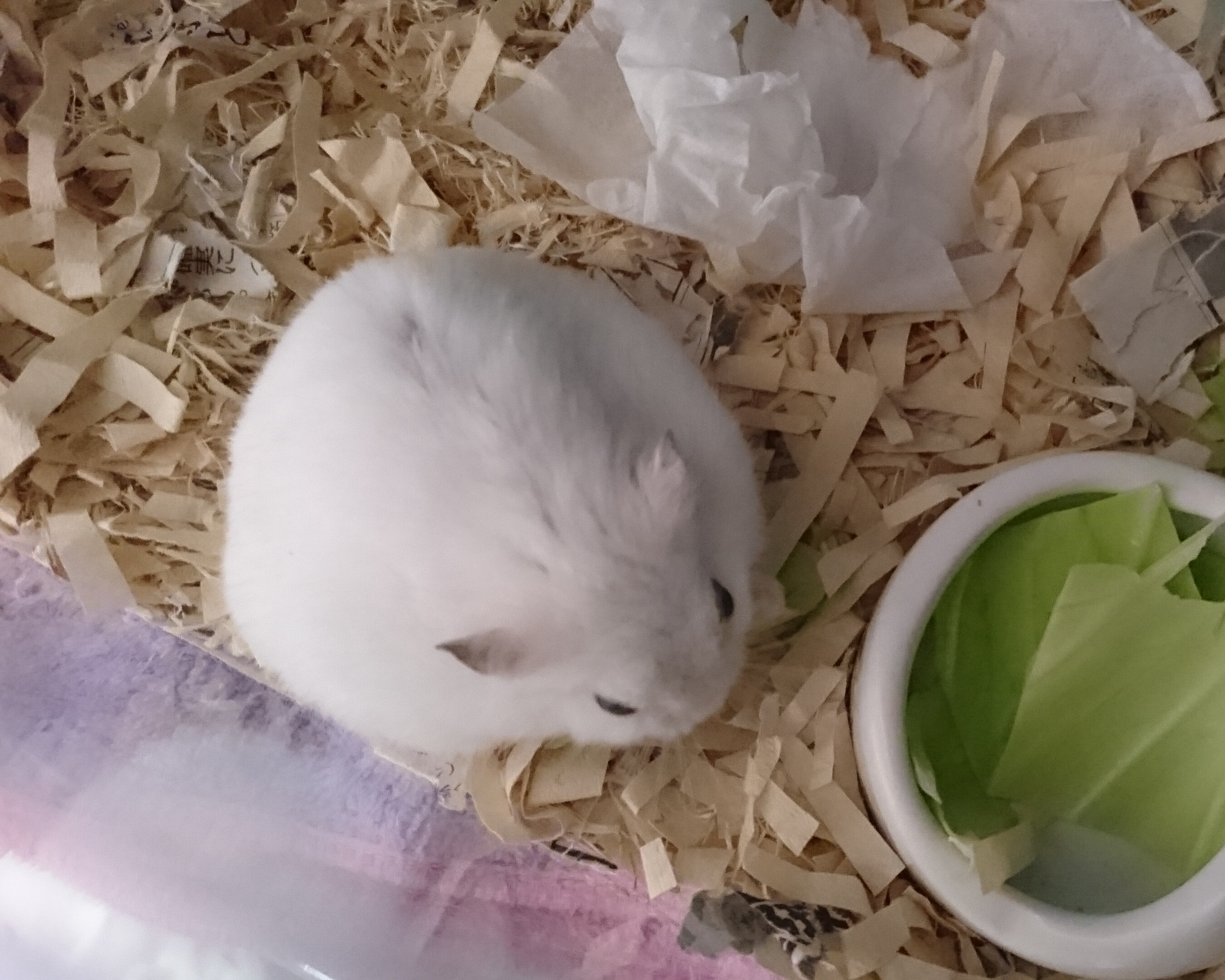 写真1 毛まんじゅうさん.jpg