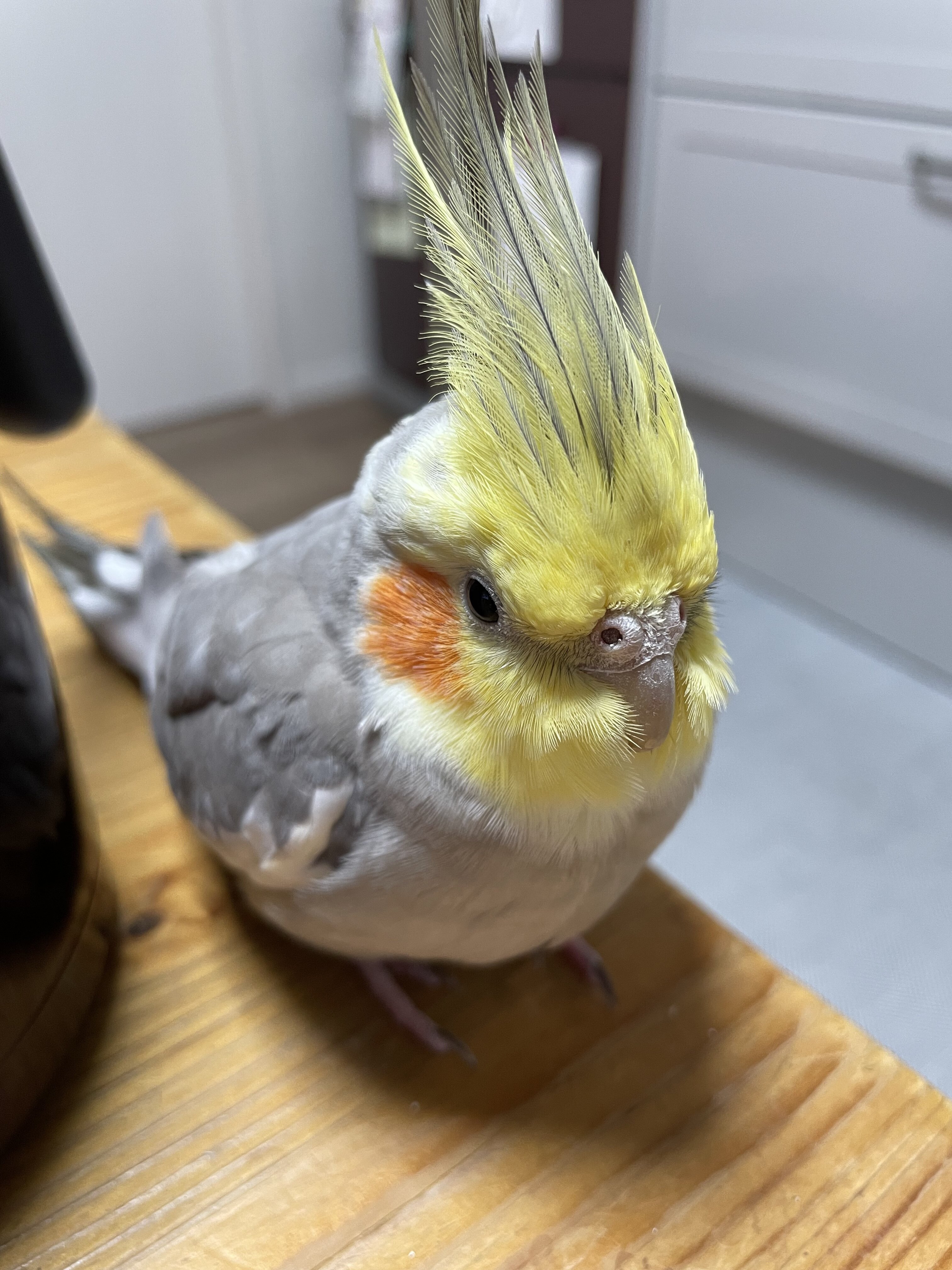 我が家のアーティスト
