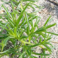 600px-Saltwort_20080616_Sprout.jpg